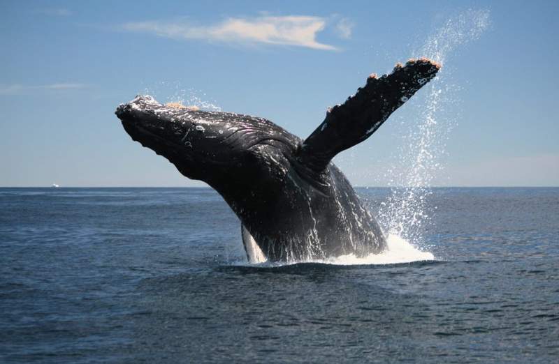 Ballenas Jorobadas