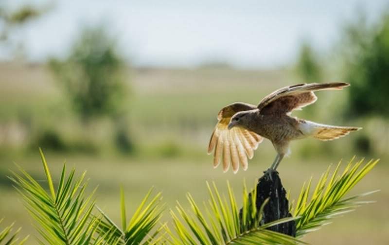 aves
