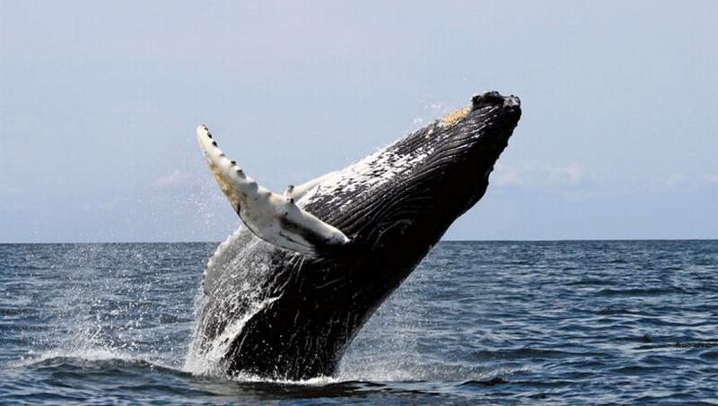 BALLENA FRANCA AUSTRAL