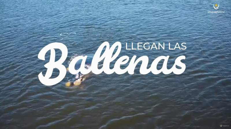 ballenas video