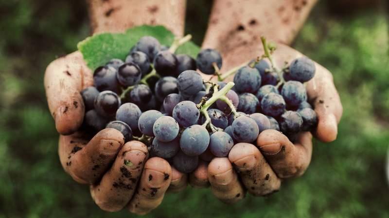 malbec 02