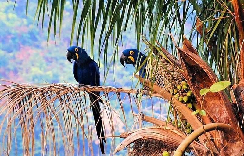 pantanal
