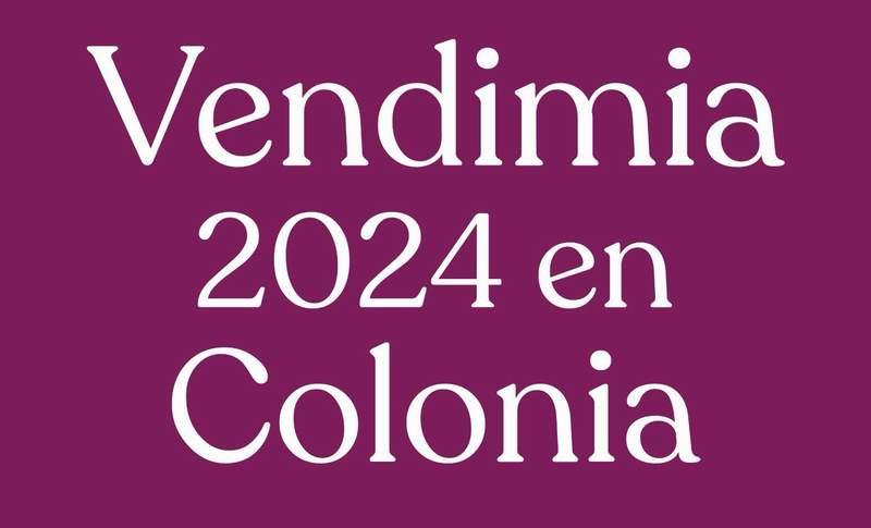 COLONIA VENDIMIA 01 a6