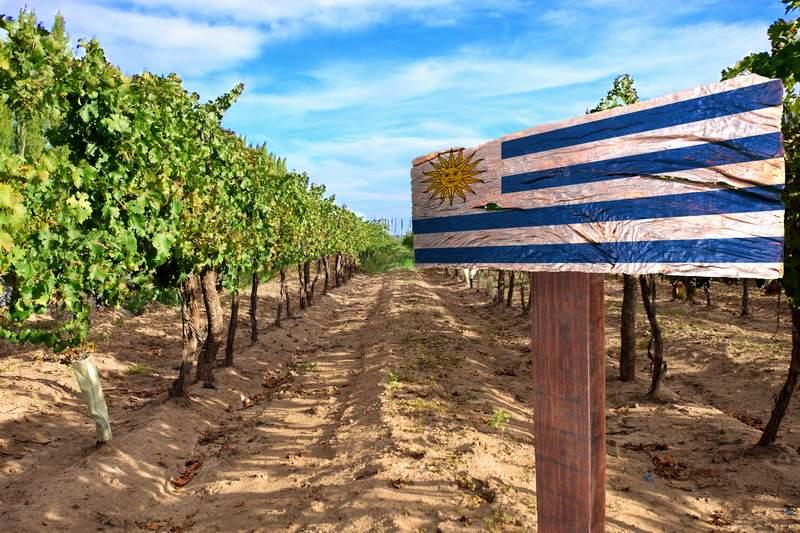 TOUR VIÑEDOS URUGUAY