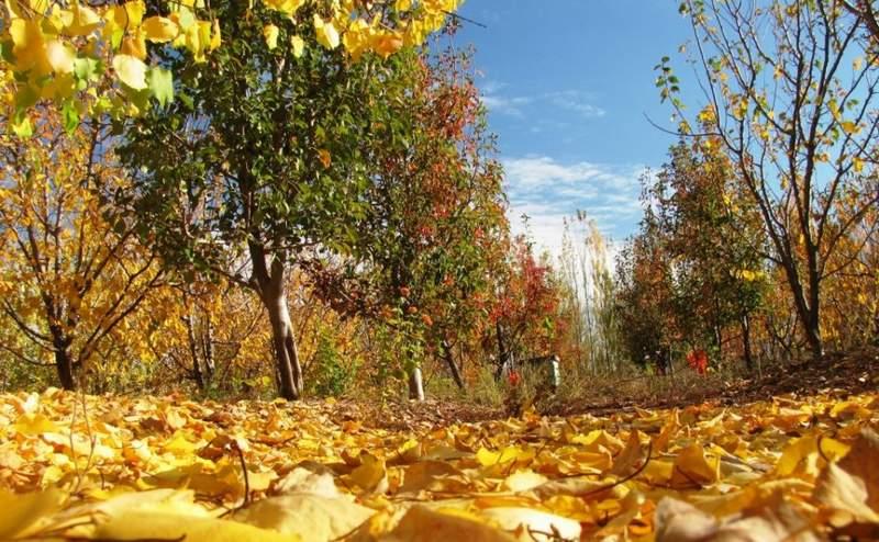 neu Otoño en el Alto Valle 960x593
