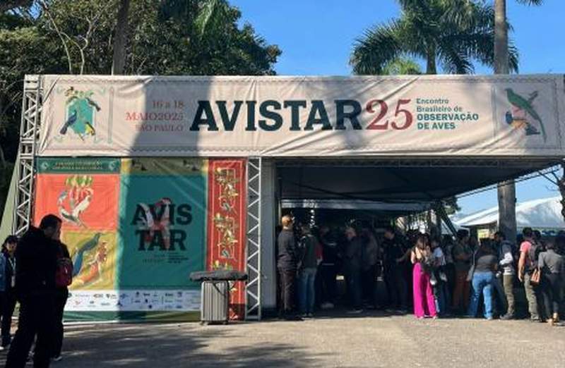 avistar 3 1