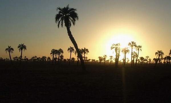 rocha_palmares
