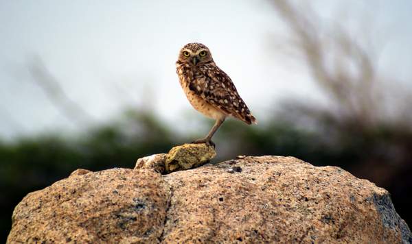 aruba_Wildlife029