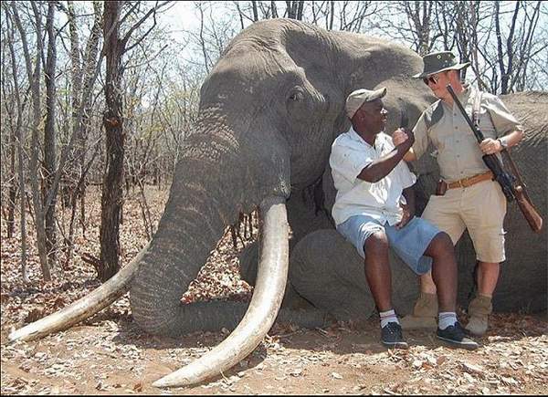 elefante