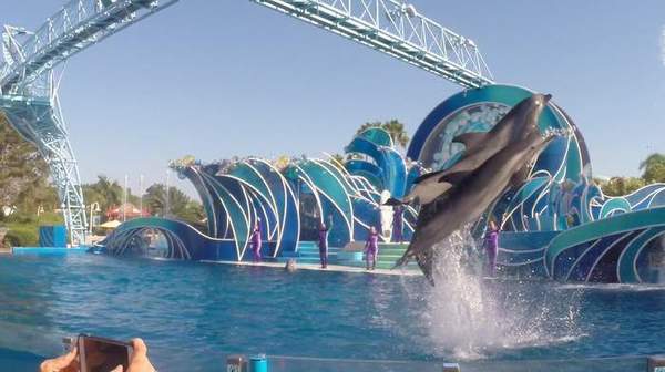 dolphint
