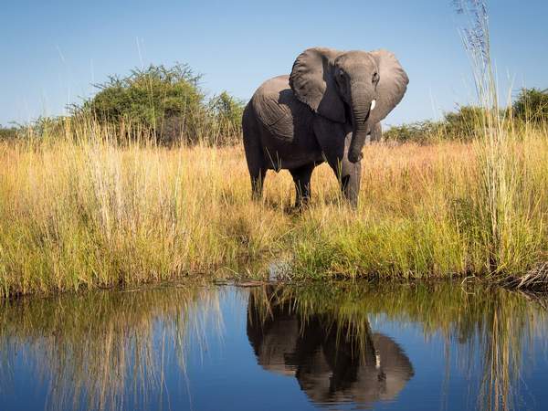 Okavango-Delta-GettyImages-691845716