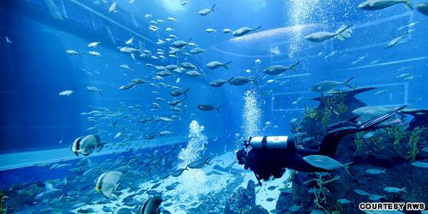 acuario-open-ocean