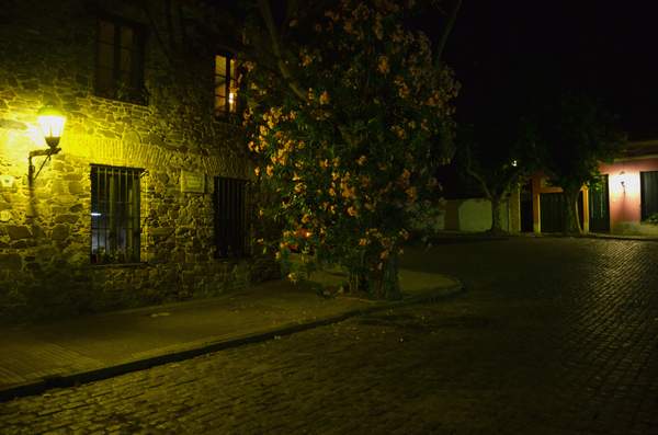 colonia2012_calle_arbol